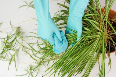 Örümceğin yapraklarını bez parçasıyla temizliyorum çiçekçi yapraklarını suyla yıkıyorum, bahçeyle uğraşıyorum. 