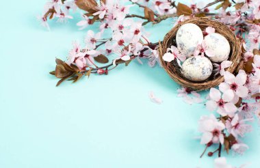 Bwicker yuvasında renkli paskalya yumurtaları, pembe kiraz çiçekleri, tatil geçmişi, bahar sezonu 