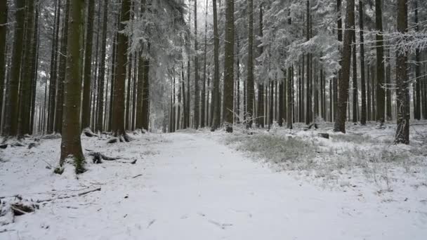 Δάσος Καλυμμένος Χιόνι Κορμούς Από Έλατα Χειμώνας Στη Γερμανία Παγωμένος — Αρχείο Βίντεο