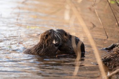 Nutria, coypu otobur, yarı su kemirgeni ırmak yatağında Myocastoridae familyasının bir üyesi, yavru hayvanlar, habintant sulak alanlar, nehir faresi...