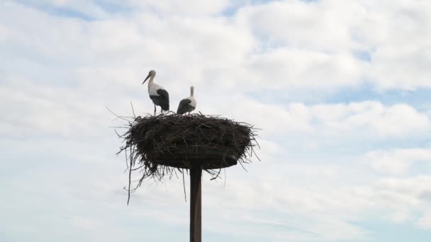 鸡窝上有两只白鹤 鸟儿在飞翔 春天有鹤在繁殖 西科尼亚 阿尔萨斯法国 奥伯布龙 — 图库视频影像