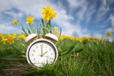 Alarm clock with daffodils flowers, switch to daylight saving time in spring, summer time changeover  clipart