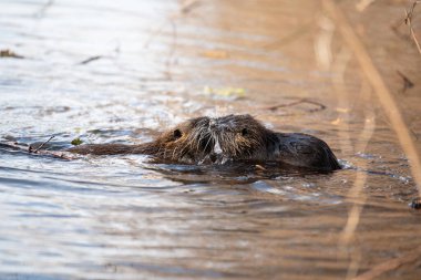 Nutria, coypu otobur, yarı su kemirgeni ırmak yatağında Myocastoridae familyasının bir üyesi, yavru hayvanlar, habintant sulak alanlar, nehir faresi...