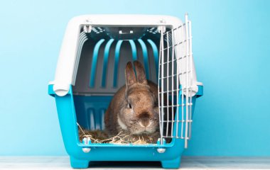 Rabbit in a transport box, pet locked in a cage, taking care of domestic animal, vacation or appointment at a vet docto clipart