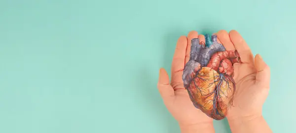 stock image Heart attack, Myocarditis disease, inflammation of the muscle, thrombosis and cardiac stress, hands holding human organ