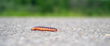 Gece kelebeğinin söğüt solucanı, kokulu söğüt ağacı sıkacağı, Cossus kossus, kırmızı ve turuncu renk.