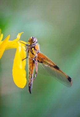 Red dragonfly is sitting on a yellow flower, newly hatched insect, wetland Haff Reimich, nature reserve in Luxembourg  clipart