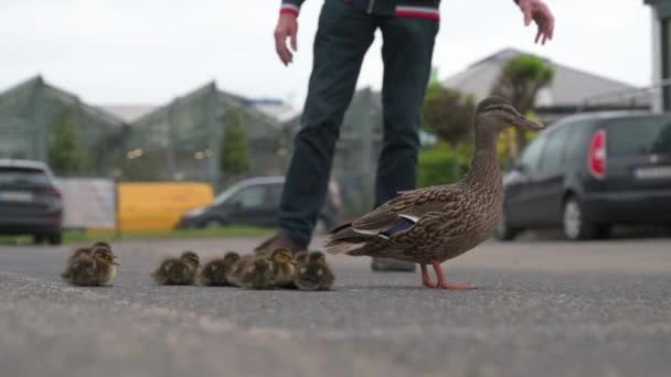 鸭子一家人开车走在城市道路上 人们试图把鸟儿从交通中解救出来 母亲带着小鸭 还有城市里的野生动物 — 图库视频影像