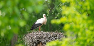 White storks on the nest surrounded by green trees, ciconia in spring, Oberhausen Heidelberg in Germany clipart