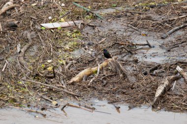 Moselle nehrinin taşması, Rhineland 'de Trier, palatinat, sel basmış ağaçlar ve yollar, yüksek su seviyesi, kıyıya vurmuş toprak.