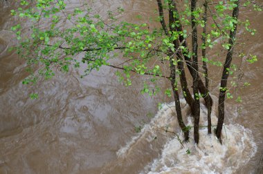 Flood of the river Ruwer Trier in Rhineland Palatinate, flooded trees and paths, high water level, climate change