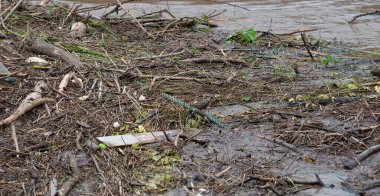 Moselle nehrinin taşması, Rhineland 'de Trier, palatinat, sel basmış ağaçlar ve yollar, yüksek su seviyesi, kıyıya vurmuş toprak.