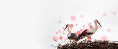Bird flu virus outbreak, Avian influenza, infectious disease spreading to mammals and humans, sick storks clipart
