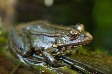 Aga toad, bufo marinus sitting on a tree log, amphibian inhabitant in wetland eco system, Haff Reimech  clipart