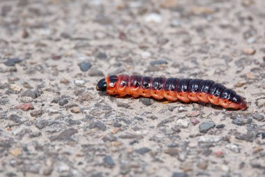 Gece kelebeğinin söğüt solucanı, kokulu söğüt ağacı sıkacağı, Cossus kossus, kırmızı ve turuncu renk.