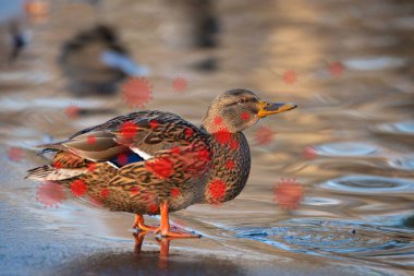Bird flu virus outbreak, Avian influenza, infectious disease spreading to mammals and humans, sick duck clipart