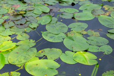 Göldeki su Lilly, göldeki bitkiler, yeşil yapraklar, yaşam alanı ve yaşam alanı.