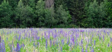 Almanya 'da bir çayırda vahşi lupinler, yazın mor renkli çiçekler, lupin tarlaları çiçek açıyor.