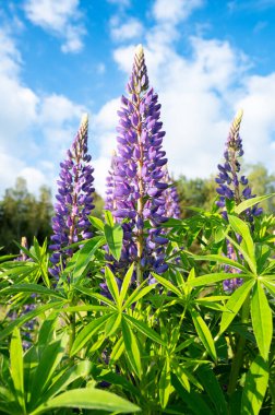 Almanya 'da bir çayırda vahşi lupinler, yazın mor renkli çiçekler, lupin tarlaları çiçek açıyor.