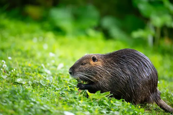 Nutria, coypu otobur, yarı suda yaşayan kemirgen, çayırdaki miyocastoridae familyasının bir üyesi, yavru hayvanlar, habintant sulak alanlar, nehir faresi...