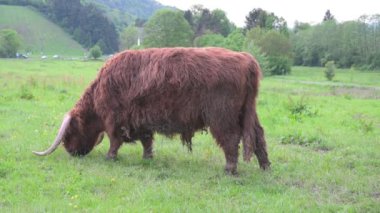 İskoç dağlık sığırlar, kırsalda inek, otlakta boynuzlu boğa, kızıl tüylü palto. 