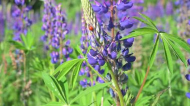 Almanya 'da bir çayırda vahşi lupinler, yazın mor renkli çiçekler, lupin tarlaları çiçek açıyor.