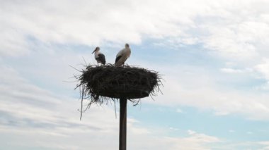 Yuvada birkaç beyaz leylek, baharda leylek üremesi, ciconia, Alsace France, Oberbronn 