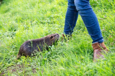 Nutria comes too close to people, interaction between wildlife and human, aggressive and attacking animal, habitant wetlands, river rat clipart