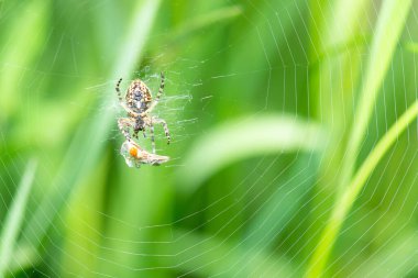 Araneus diadematus with a dead fly insect in the spider web, european garden spider, cross orbweaver, diadem spider, orangie, cross spider, crowned orb weaver  clipart