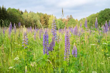 Almanya 'da bir çayırda vahşi lupinler, yazın mor renkli çiçekler, lupin tarlaları çiçek açıyor.