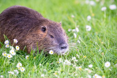 Nutria nehir faresi, coypu otçul, yarı su kemirgeni çayırdaki Myocastoridae familyasının bir üyesi, yavru hayvanlar, doğal sulak alanlar.