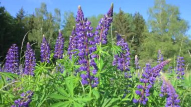 Almanya 'da bir çayırda vahşi lupinler, yazın mor renkli çiçekler, lupin tarlaları çiçek açıyor.