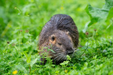 Nutria river rat, coypu herbivorous, semiaquatic rodent member of the family Myocastoridae on the meadow, baby animals, habitant wetlands clipart