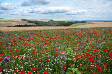 Haşhaş, papatya ve keten tohumu çiçekli çayır, çiçek açan kır çiçeği tarlası, yazın doğa, çevre ve ekoloji kavramı, buğday tarlası 