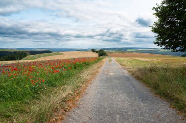 Gelincik çiçekleri ve buğday tarlasının olduğu bir çayırda yol, yazın doğa, çevre ve ekoloji kavramı, Almanya 'da eğlence alanı