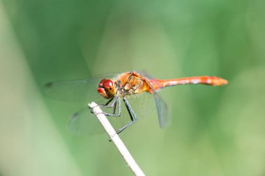 Kızıl yusufçuk yeşil bir yaprağın üzerinde oturuyor, yumurtadan yeni çıkmış böcek, Haff Reimich, Lüksemburg 'da doğa rezervi. 
