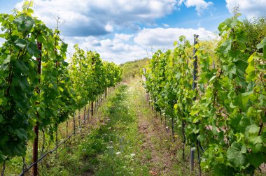 Sarmaşıkta yetişen üzümler, Trier 'deki üzüm bağları, Almanya' daki Moselle Vadisi, Rhineland Palatine 'deki manzara ve tarım 