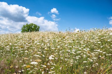 Beyaz kireçlenmiş çayır ve yaban otları, bir ağacın açtığı kır çiçeği tarlası, mavi gökyüzü ve bulutlar, yazın doğa, çevre ve ekoloji kavramı