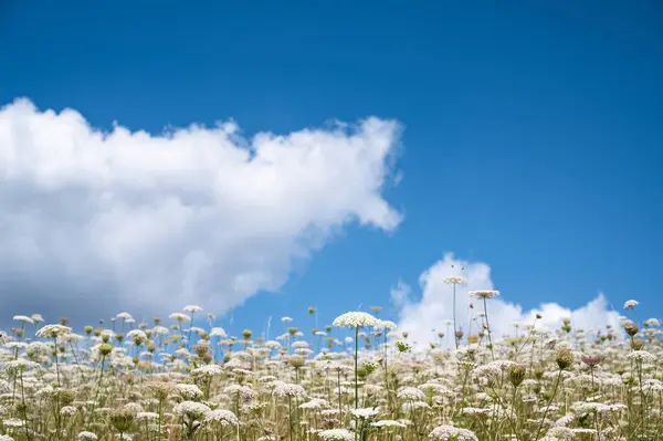 stock image Meadow with white yarrow and hogweed flowers, blooming wildflower field, blue sky and clouds, nature in summer, environment and ecology concept