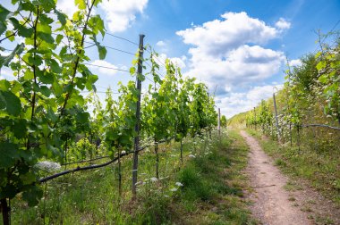 Sarmaşıkta yetişen üzümler, Trier 'deki üzüm bağları, Almanya' daki Moselle Vadisi, Rhineland Palatine 'deki manzara ve tarım 