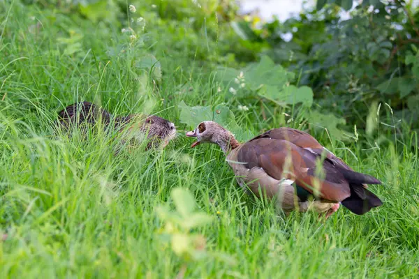 stock image Nutria river rat and egyptian goose fighting on the meadow, habitant pond and wetland, territorial struggle in the park