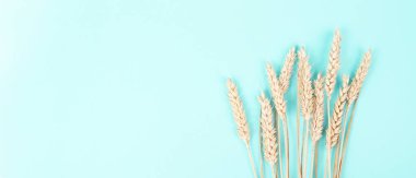 Buğday kulakları, glüten duyarlılığı, çölyak hastalığı veya tahıl alerjisi, yazın hasat, gıda tarımı, çiftlik, mavi arka plan 