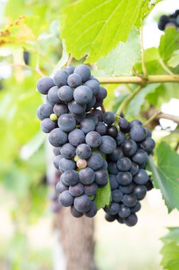 Mavi üzümler, üzümlerde yetişen Pinot Noir şarabı, Trier 'de üzüm bağı, Moselle Vadisi, Almanya, manzara ve tarım, rineland palatine