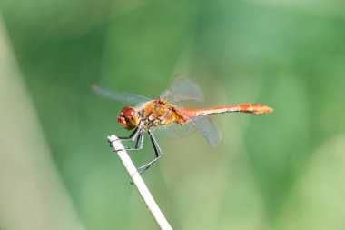 Kızıl yusufçuk yeşil bir yaprağın üzerinde oturuyor, yumurtadan yeni çıkmış böcek, Haff Reimich, Lüksemburg 'da doğa rezervi. 