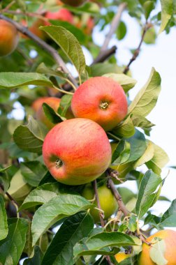 Ağaçta yetişen olgun kırmızı elmalar, kaplamalı sağlıklı meyveler, yazın veya sonbaharda hasat, tarım çiftliği, bahçe.