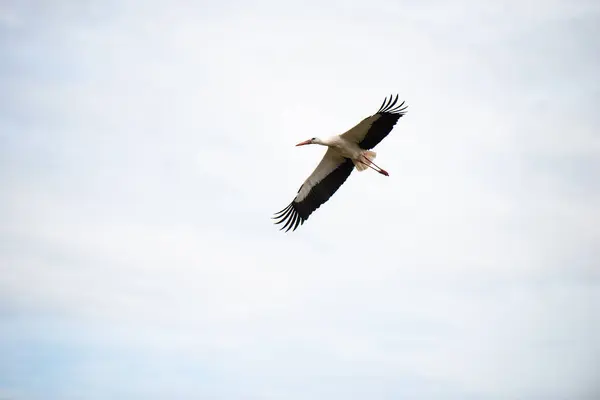 stock image Stork buliding a nest with branches, bird migration in Alsace, Oberbronn France, breeding in spring 