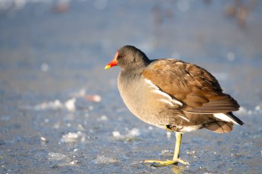 Gallinule, Gallinula galeata dağ tavuğu kışın donmuş ve karla kaplı gölette paytak paytak yürüyor, kuşlar 
