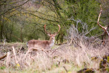 Bahar ormanlarında boynuzlu kırmızı geyik, ormanlarda vahşi yaşam, memeli hayvan.