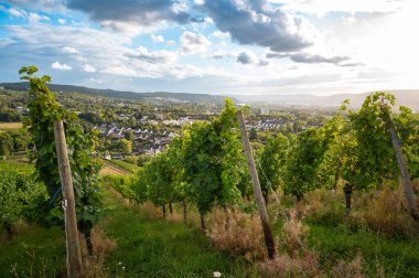 Sarmaşıkta yetişen üzümler, Trier 'deki üzüm bağları, Almanya' daki Moselle Vadisi, Rhineland Palatine 'deki manzara ve tarım 