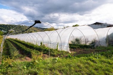Bir serada çilek yetiştirilen tarım tarlası, arka arkaya filizlenen, organik meyve yetiştiren, bahçeye yiyecek eken